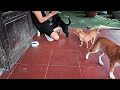 Funny ANIMALS videos 2024 😂 Funniest DOGS and CATS 🐶🐈 Funny aggressive buffalo