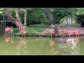 Flamingo at Saint Louis zoo, Missouri