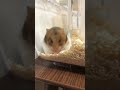 🐹はハウスの角が落ち着くらしい