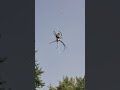 Yellow Garden Spider eating a Cave Cricket - September 16, 2020