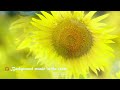 Pleasant background music for quiet times | Summer Flowers Piano BGM