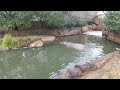 【カバ/Hippopotamus】大人しくしていると最後に… #zoo