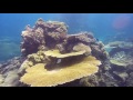 ProDive Cairns Great Barrier Reef Scuba Trip, Dec. 20-24, 2016