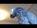 African Grey Parrot Newly adopted.