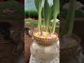 Nên chọn củ giống hoa Tulip như thế nào