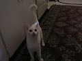 Pixel the cat plays fetch again