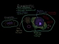 Characteristics of eukaryotic cells | Cells | MCAT | Khan Academy