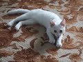 Khao Manee . Као Мани  . Russia , kitten breed Khao Manee.