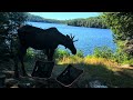 Morning Moose. Bigger Lake, Algonquin Park.