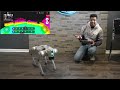 Unitree Go2 - The ULTIMATE AI Robot Dog 🐾🤖 | Unboxing &  Review