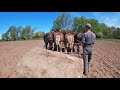 FOUR DRAFT HORSE POWER: Can They Pull This HUGE Boulder???