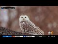 Climate Change Likely To Impact Snowy Owl Sightings In Central Park