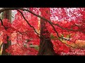 Relaxing Music to calm the mind, nourish your soul, detox from negative emotion