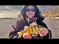 Mississippi River JUMBO Perch Fishing! - Wisconsin's BEST Perch Fishing Location!