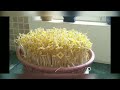 How I grow green bean sprouts at home