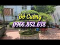 SH.9282. Anh em kéo tới rất đông chiêm ngưỡng CÂY SUNG ĐỘC DỊ tại Mê Linh Hà Nội. Đth 0966.852.638