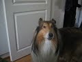 My collie's reaction to Storytime (Nightwish song)