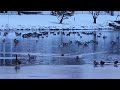 Canada Geese at Twilight