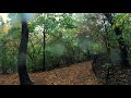 Walking in the Rain in Central Park in Manhattan, New York 4K - NYC Nature Rain Sounds ASMR