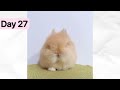 【Netherland Dwarf Rabbit Growth Day1-30】Pregnancy, Giving Birth, Cute Baby Bunny Care, Eating