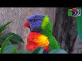 Rainbow Lorikeet's new nest