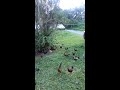 Abuelo Chique's chickens