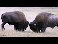 BEST BISON FIGHT 2022 -4K- live sound-Wildlife Photography-Grand Teton Park/Jackson Hole/Yellowstone