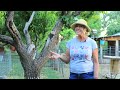 Summer Pruning: The Key To A Healthy Fruit Tree