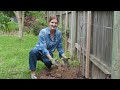 Apple Espalier Update - Why Isn't My Tree Leafing Out?