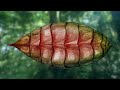 The Somewhat Disturbing World of Snaiad Explained | Speculative Biology