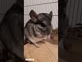 Angry chinchilla! (watch until the end) #chinchilla