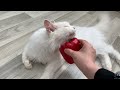 Cats have fun playing with red bell peppers 😻 Try Not To Laugh 😂