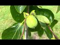 Tour of our garden. Tropical  Fruit Trees.  What’s blooming Fruiting today! June 2024