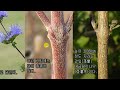 순비기나무의 특징 : 순비기나무 vs 층꽃나무 : 국산 토종 허브식물.
