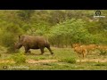 Strange Moment Between Lion And Buffalo, The Chase Takes An Unexpected Turn | Wild Animals