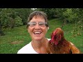 5 ways to free range your chickens - which will be best for you?