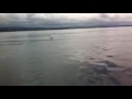 Dolphins on Moray Firth Coast