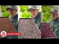 How We Grow The BEST Microgreens | Our Process