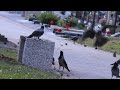 Crows eat breakfast