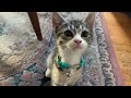 Cute kitty attacks my toes.#animals #kitten #cute #funny