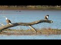 A Bald Eagle Gets Taunted, then Pushed Off His Perch at Lake Sequoyah