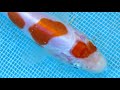 Koi fish selection in Japan | How baby Koi are selected [KOI SELECTION GUIDE]