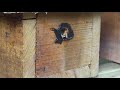 Transferring NEST Trigona bee to hive how to move trigona honey bee colonies