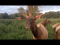 Elk cows talking  pt. 2