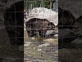 CUTE RESCUED GRIZZLY BEARS AT GROUSE MOUNTAIN VANCOUVER! ❤️🐻 #grizzlybears #bear #Canada #wildlife