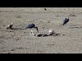 Maribu Storks