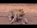 When Prey Fight Back! Zebra Goes Crazy Kicks To Lion's Head To Death, It's Horrible!
