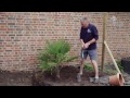 Planting A Palm Tree