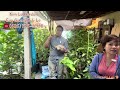 Kim Lê Garden Nursery Vừa Về Thêm Nhiều Cây -  Chia Sẽ Tác Hại Của Việc Dùng Phân Bon Sai
