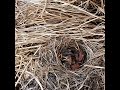 Sooty chat trying birds Watch baby open mouth for food#birds #baby